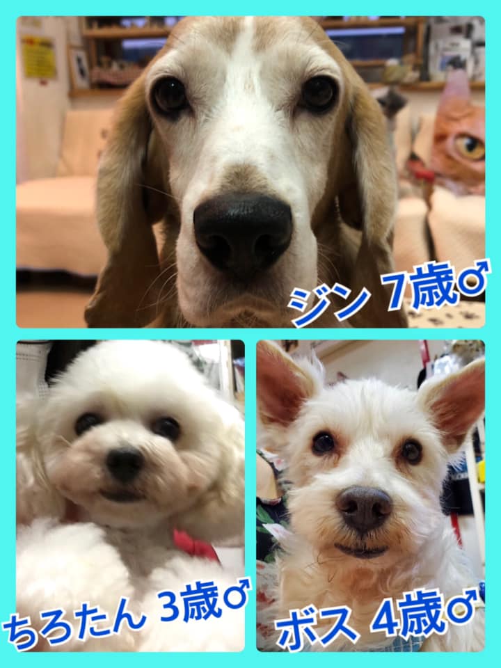 🐾今日の里親様募集中ワンコ🐶メンバーです🐾2020,6,7